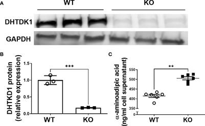 Knock-Out of DHTKD1 Alters Mitochondrial Respiration and Function, and May Represent a Novel Pathway in Cardiometabolic Disease Risk